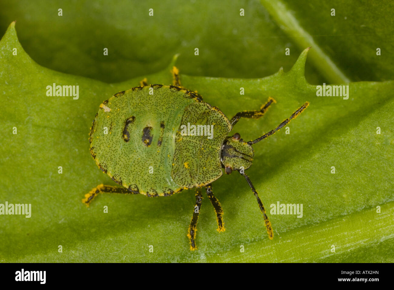 Nymph of Common Green Shield Bug, Palomina prasina, Stock Photo