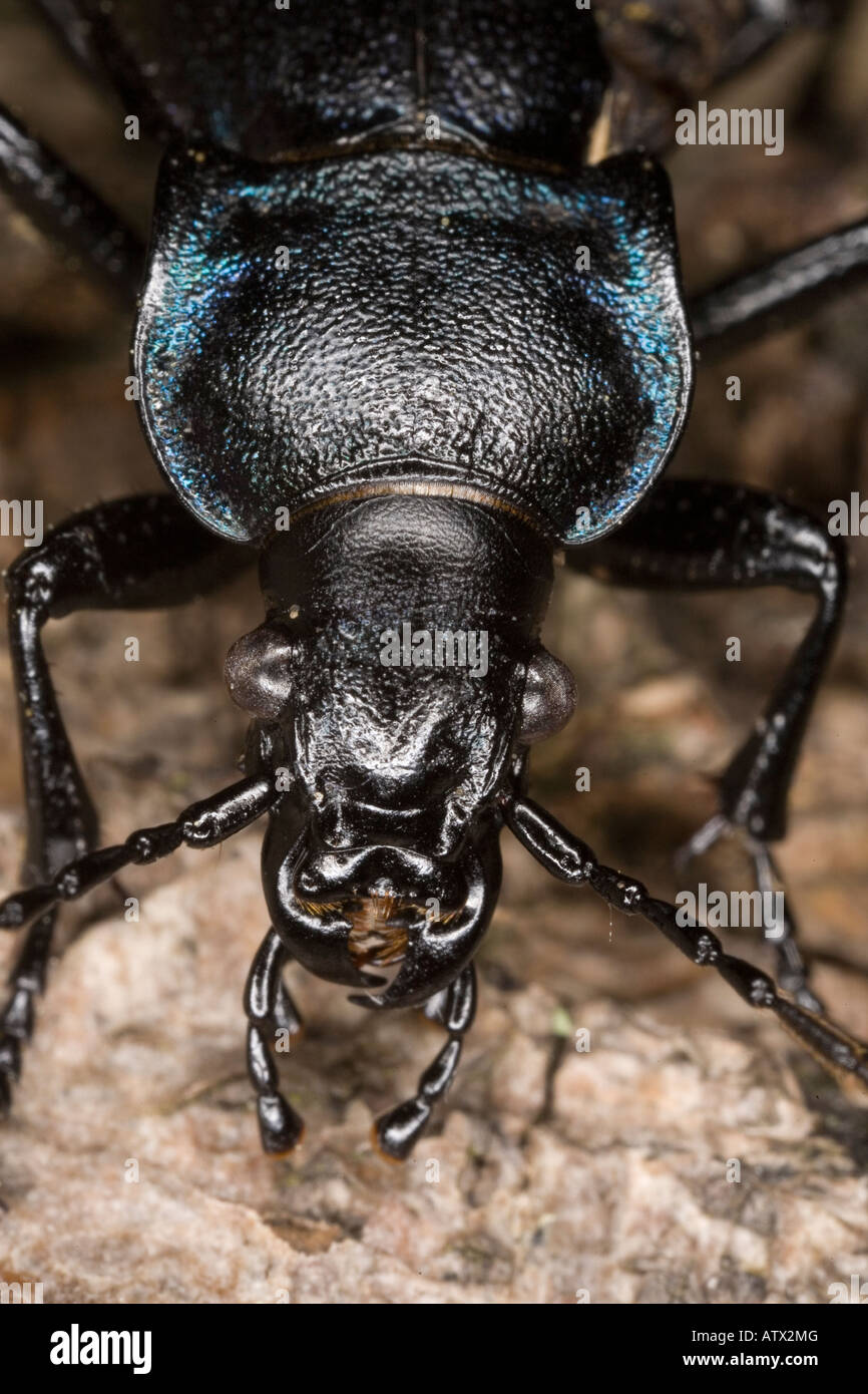Violet Ground Beetle, Carabus violaceus, close up Stock Photo
