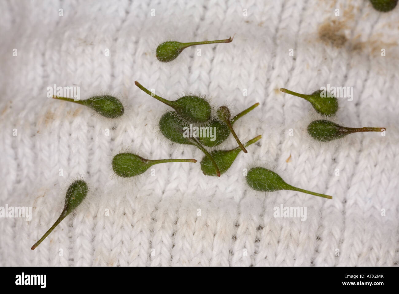 Enchanter's nightshade (Circaea lutetiana) seeds on white sock, close-up Stock Photo