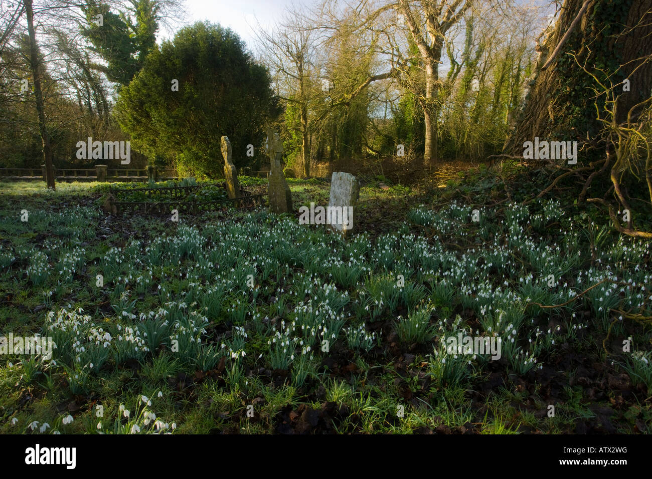 Snowdrops Galanthus nivalis in old churchyard at Turner s Puddle Dorset Stock Photo
