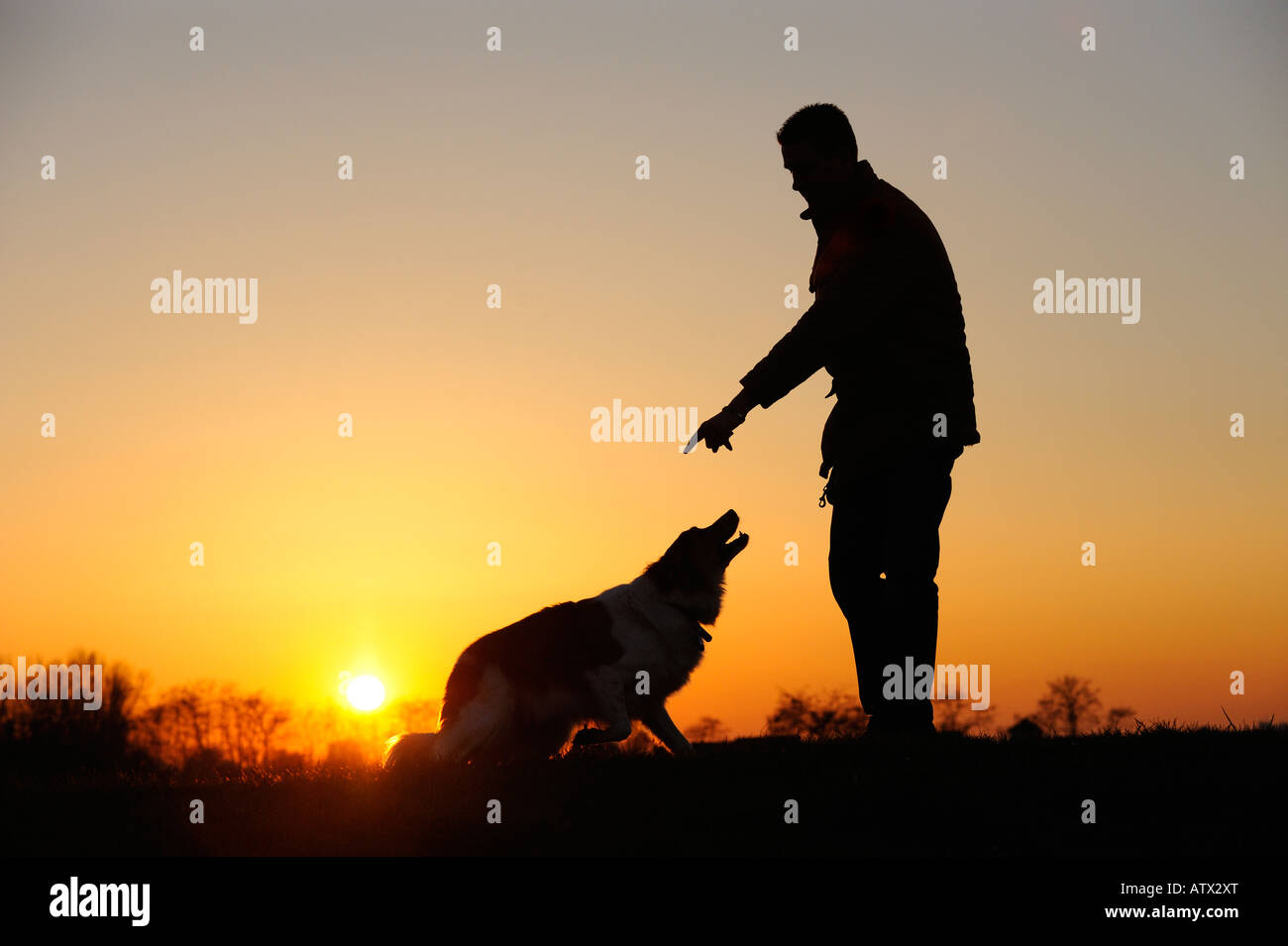 Border collie with owner at sunset. Stock Photo