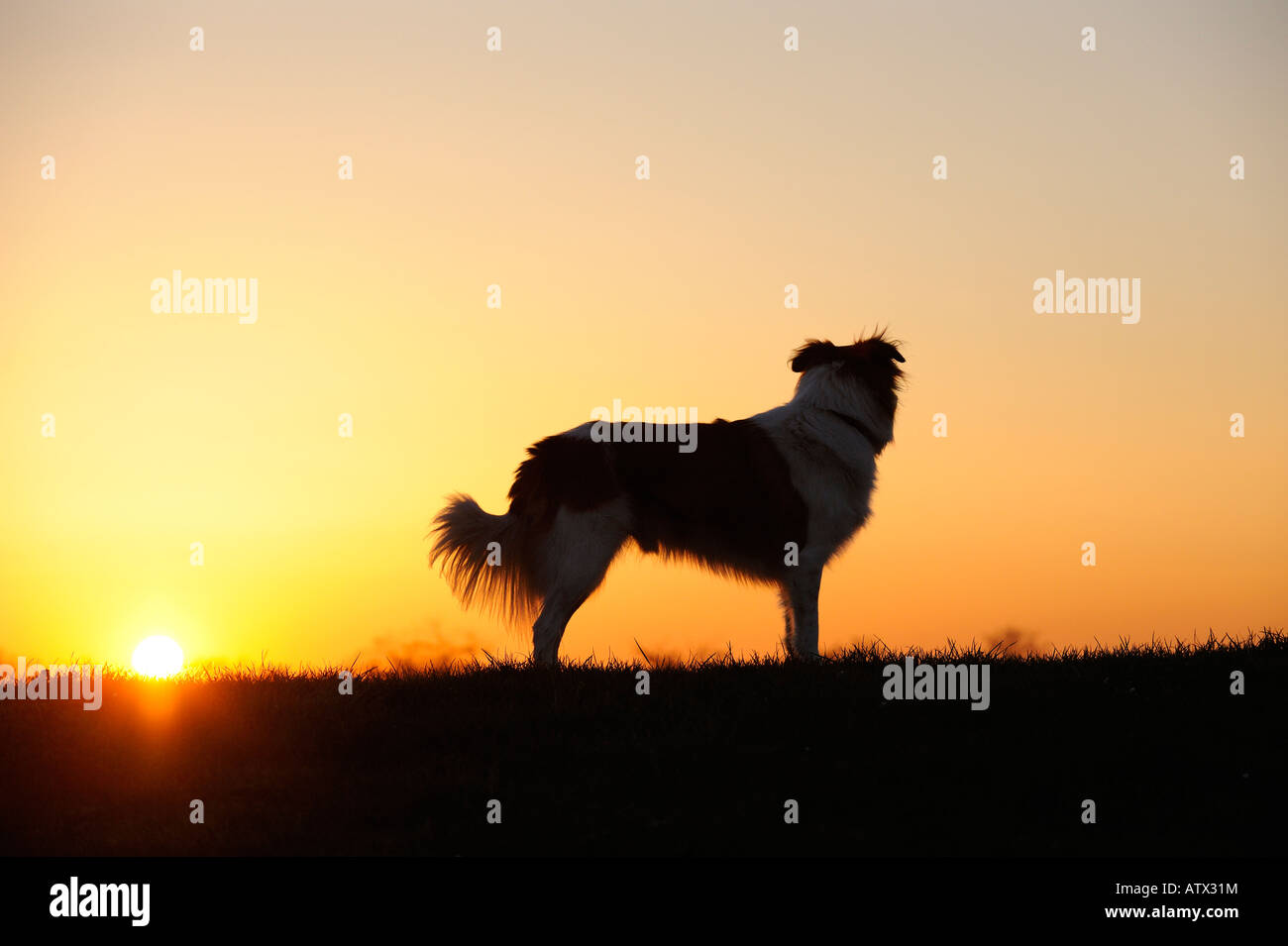 Tan border collie at sunset. Stock Photo