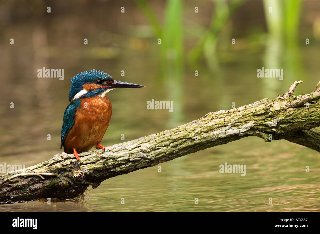 Kingfisher on a branch low to water Stock Photo