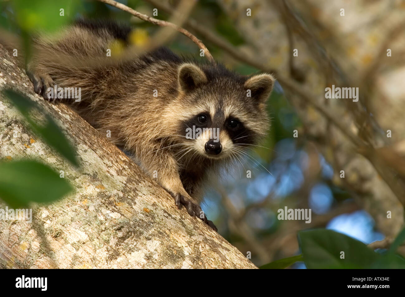 Young Raccoon in a tree Stock Photo