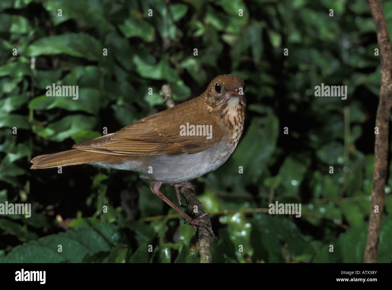 Veery, Catharus fuscescens, perched. Stock Photo