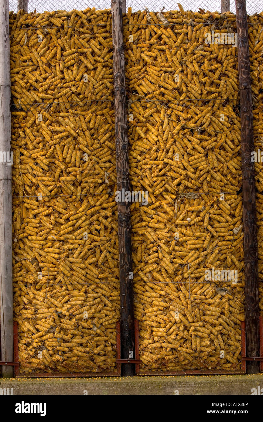 Maize in storage Zea mays Rhine Valley France Stock Photo