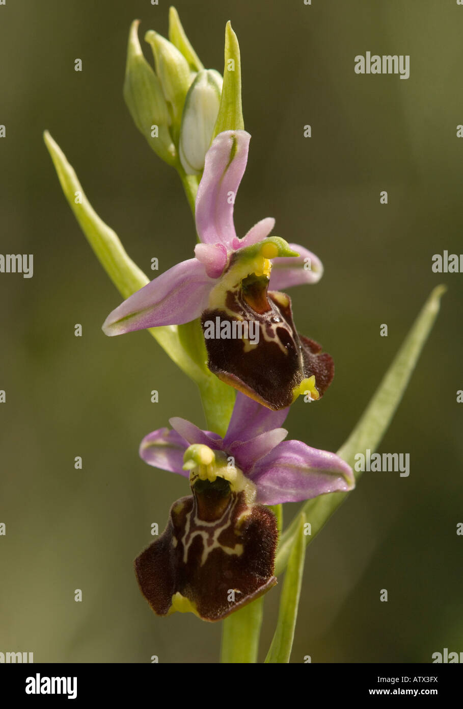 Late Spider Orchid Ophrys fuciflora Very rare in UK on chalk grassland Stock Photo