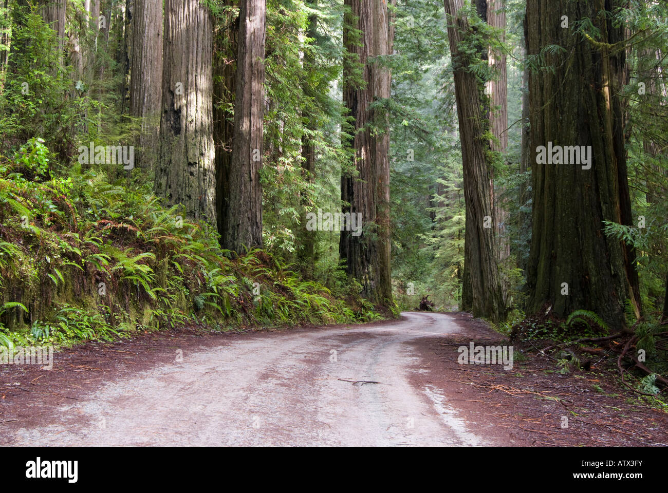 Howland Hill Road in Jedediah Smith Redwoods State Park, California