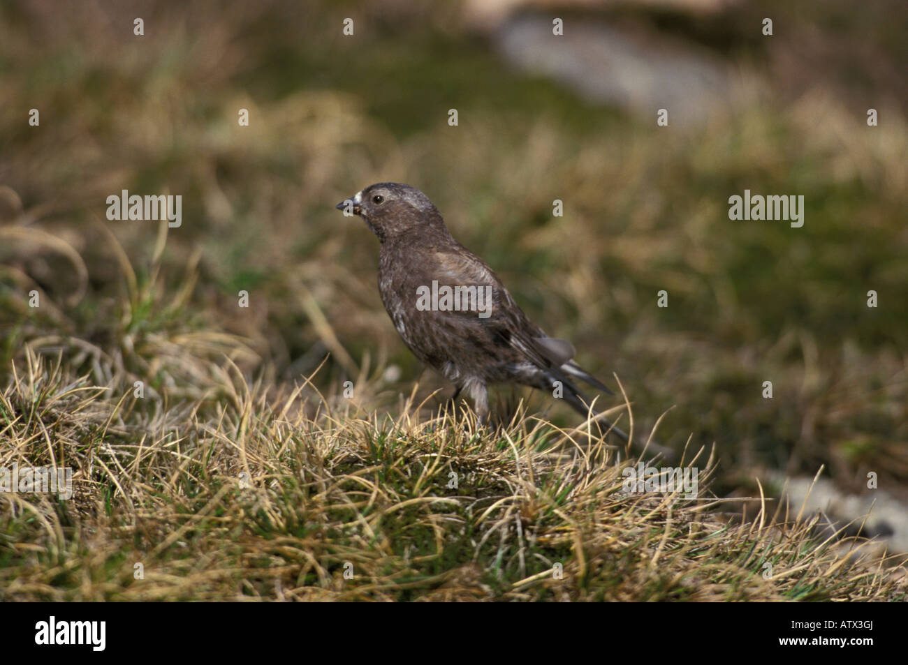 Black Rosy-Finch, Leucosticte atrata, on alpine tundra. Stock Photo