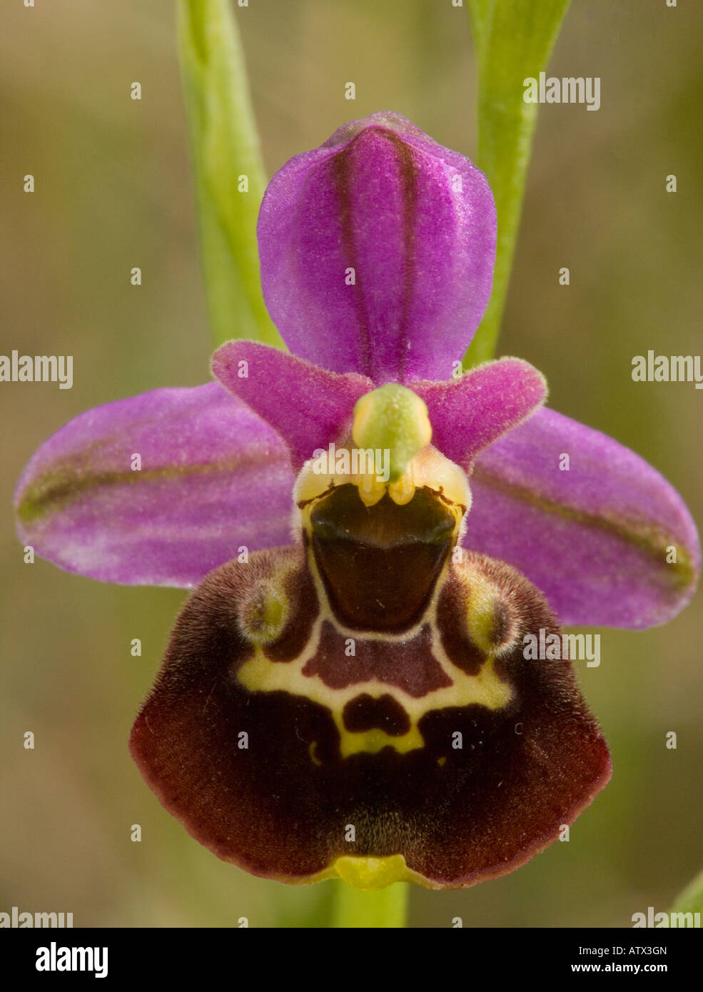 Late Spider Orchid (Ophrys fuciflora) on chalk grassland, close-up. Very rare in UK Stock Photo