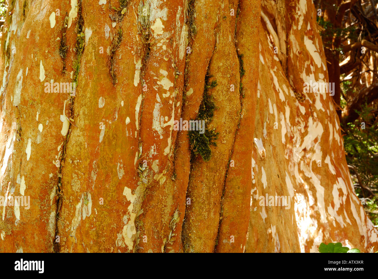 Parque nacional bosque de arrayanes hi-res stock photography and images ...