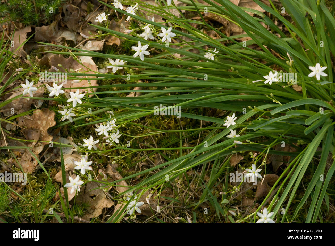Kerry Lily Simethis planifolia Very rare plant in UK and Eire Stock Photo Alamy