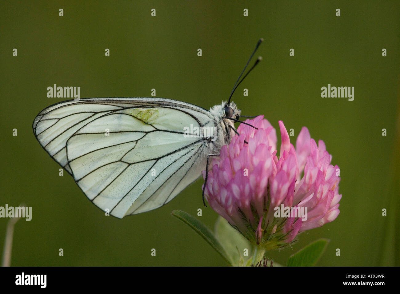 Black-veined white butterfly (Aporia crataegi) on red clover, close-up Stock Photo