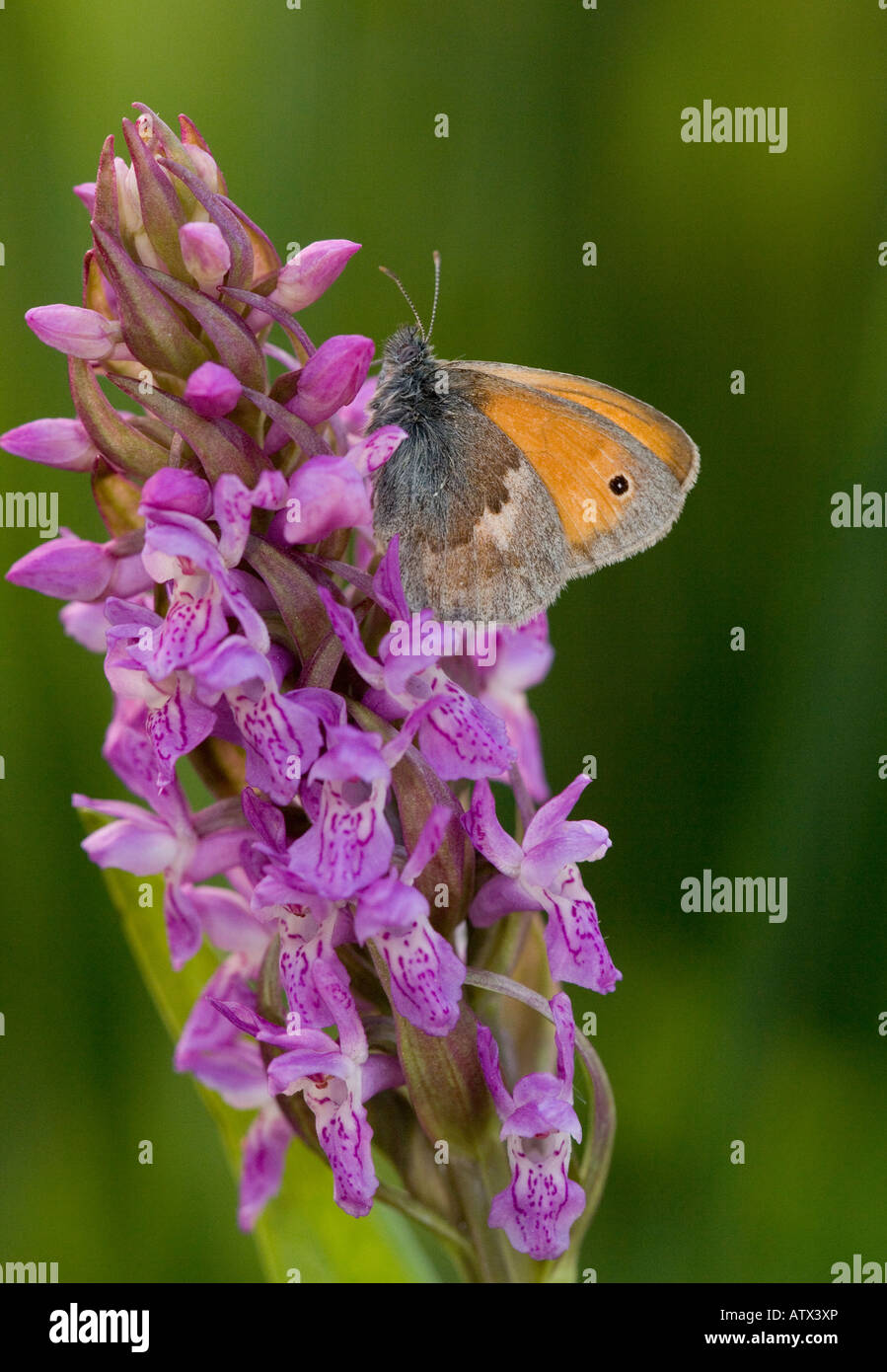 Small heath, Coenonympha pamphilus, settled on early marsh orchid Dactylorhiza incarnata in a fen Stock Photo