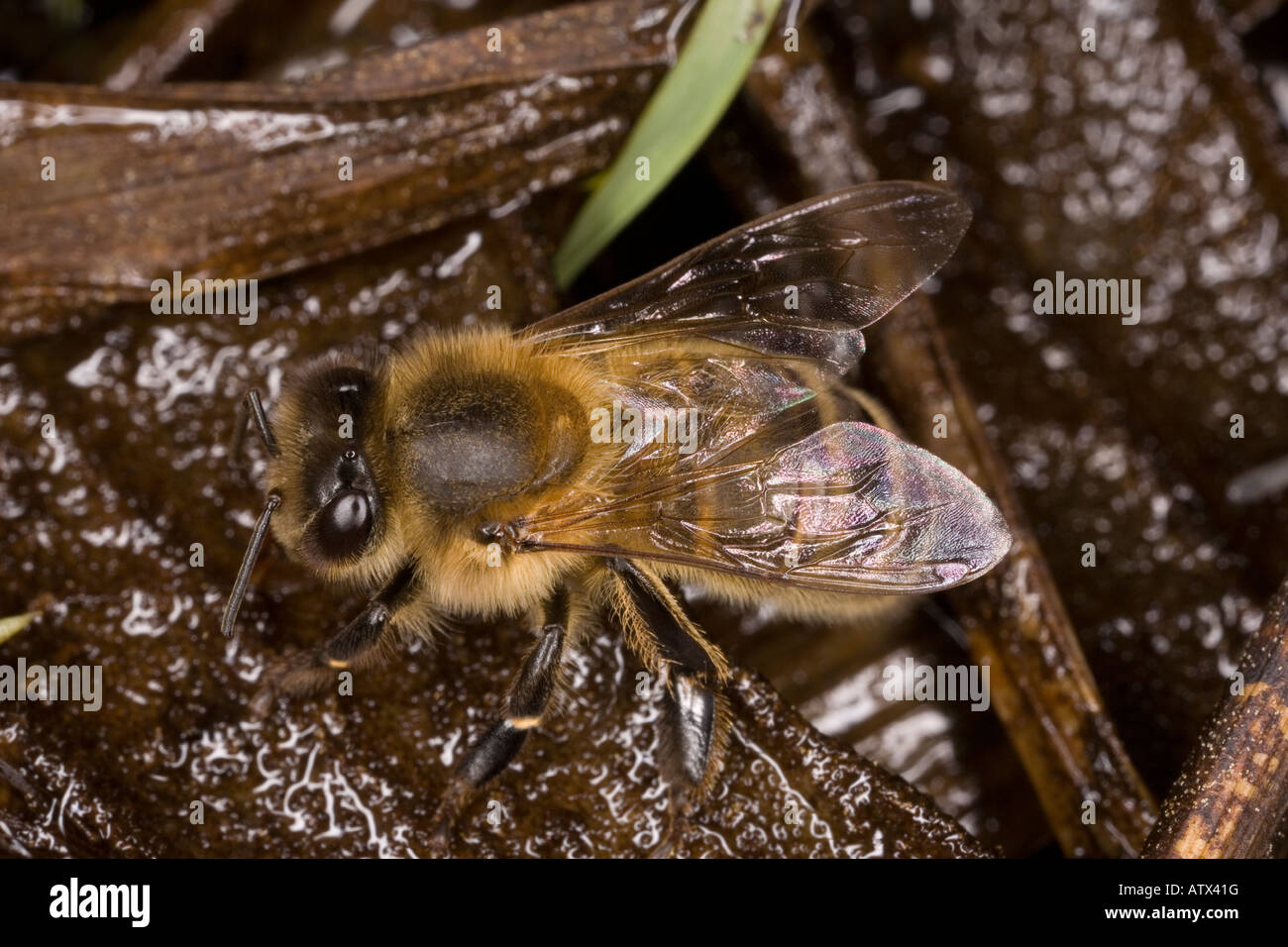 Honey bee drinking Apis mellifera at wet patch Stock Photo