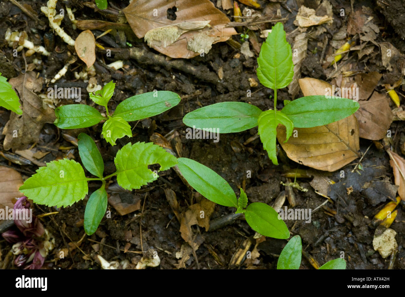 Seedlings of ash tree Fraxinus excelsior on forest floor Stock ...