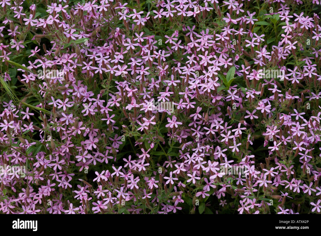 Rock soapwort, Saponaria ocymoides, in flower Cevennes France Stock Photo