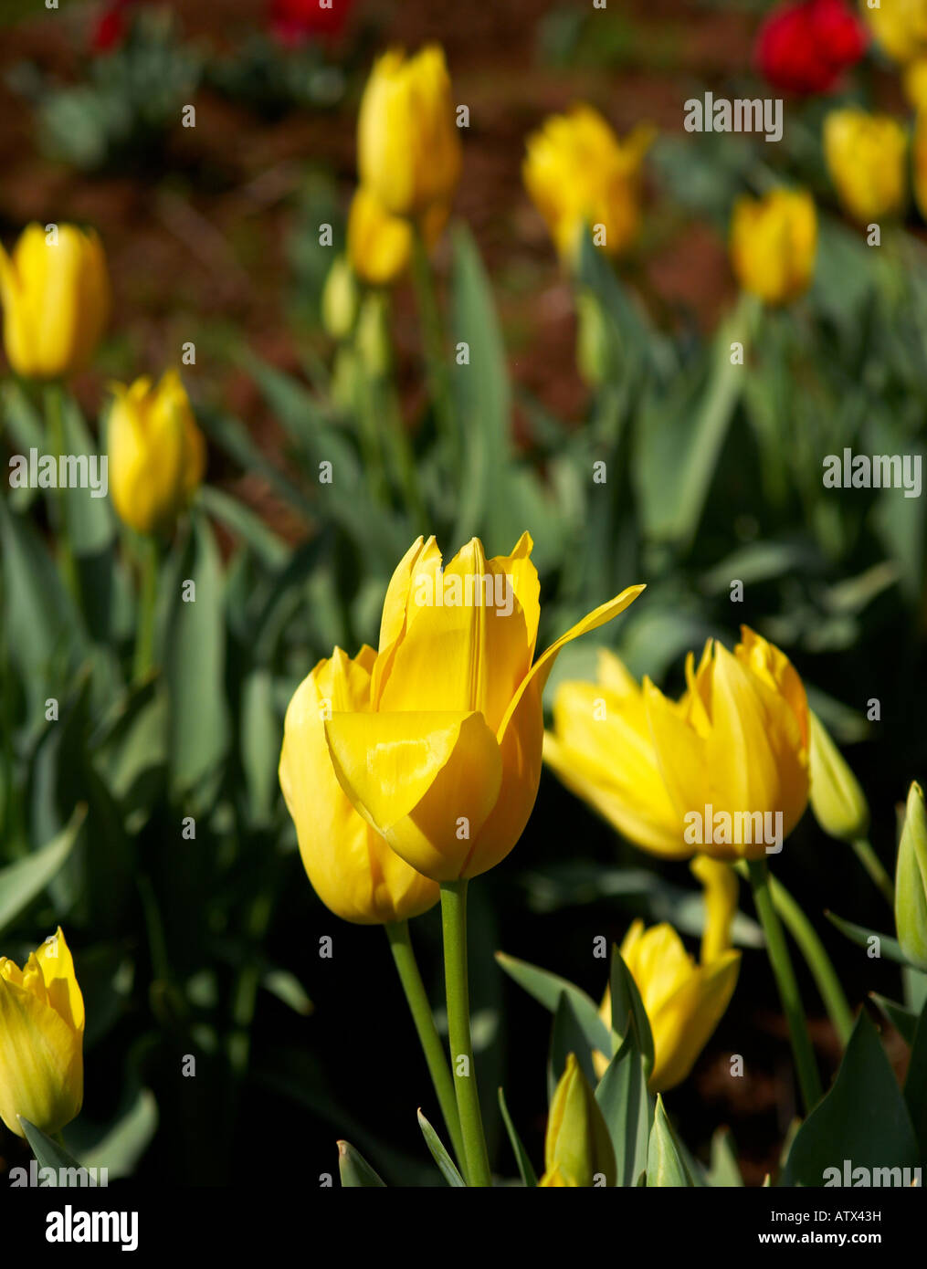 A field of yellow tulips Stock Photo - Alamy