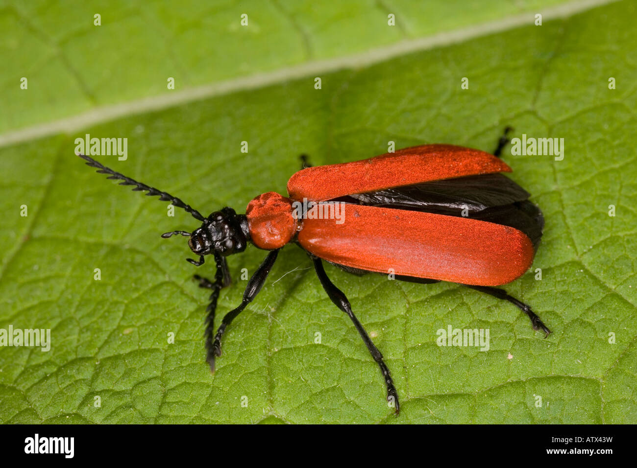 A cardinal beetle Pyrochroa coccinea. Larvae live in old wood such as stumps Widespread but declining in UK Stock Photo