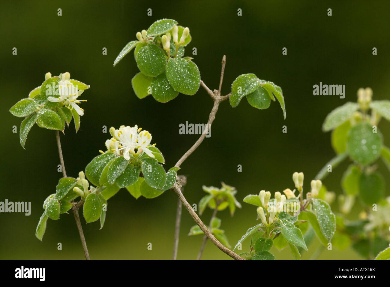 Fly honeysuckle in flower Lonicera xylosteum in the rain France Stock Photo
