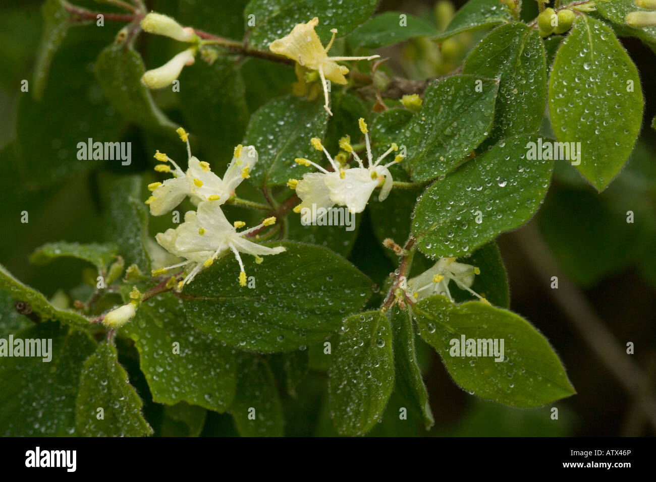 Fly honeysuckle in flower Lonicera xylosteum in the rain France Stock Photo