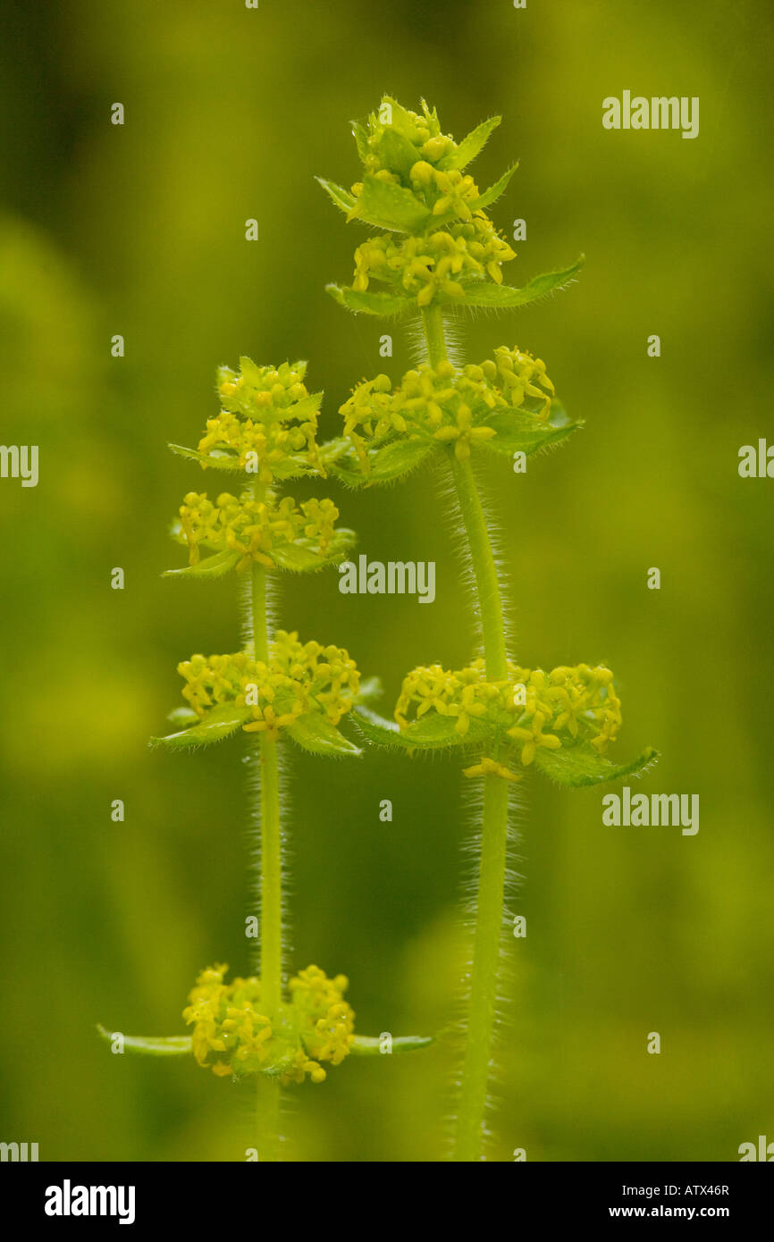 Crosswort (Cruciata laevipes) in flower Stock Photo