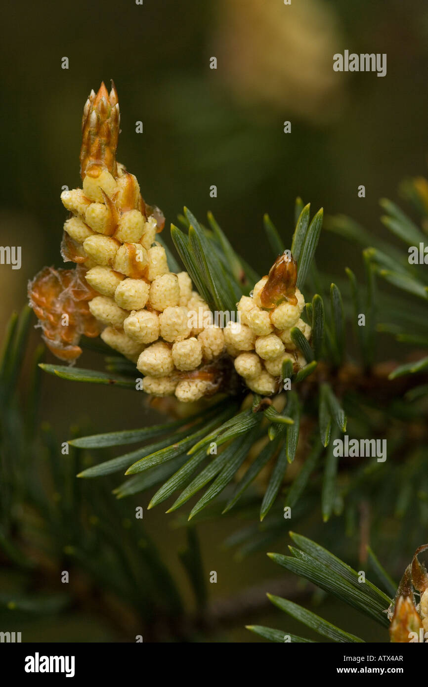 Scots Pine in flower Pinus sylvestris Stock Photo