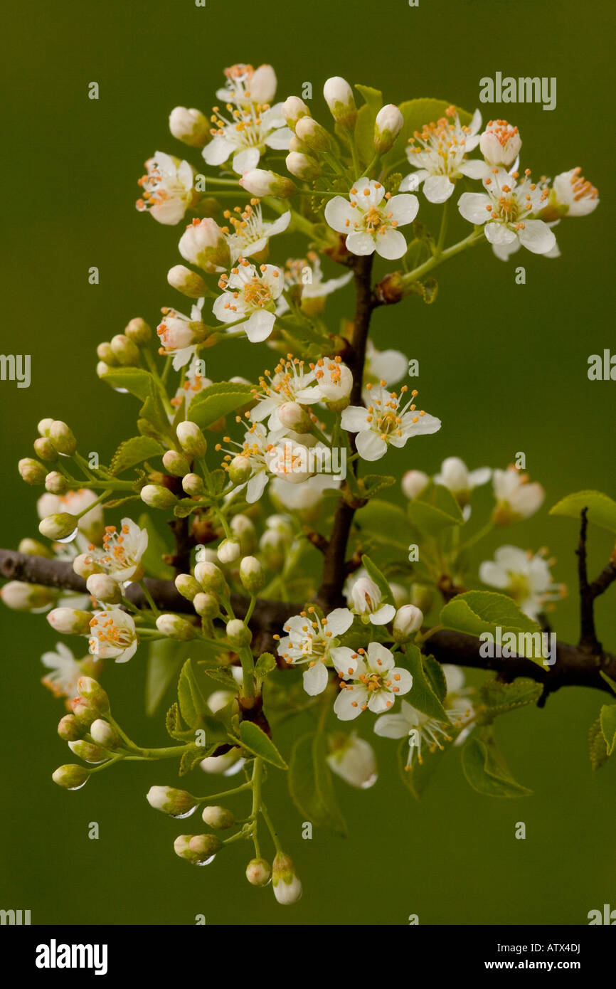 St Lucie Cherry Prunus mahaleb in flower France Stock Photo