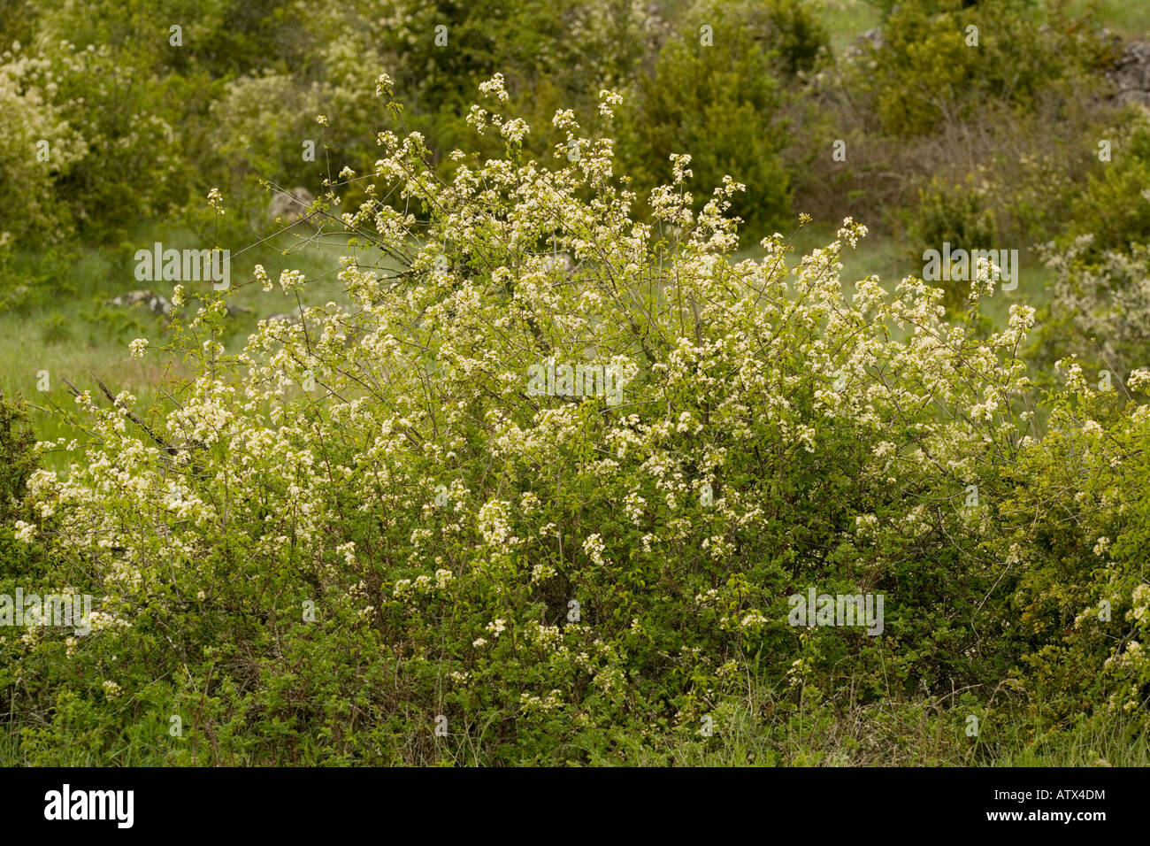 St Lucie Cherry, Prunus mahaleb, in flower France Stock Photo