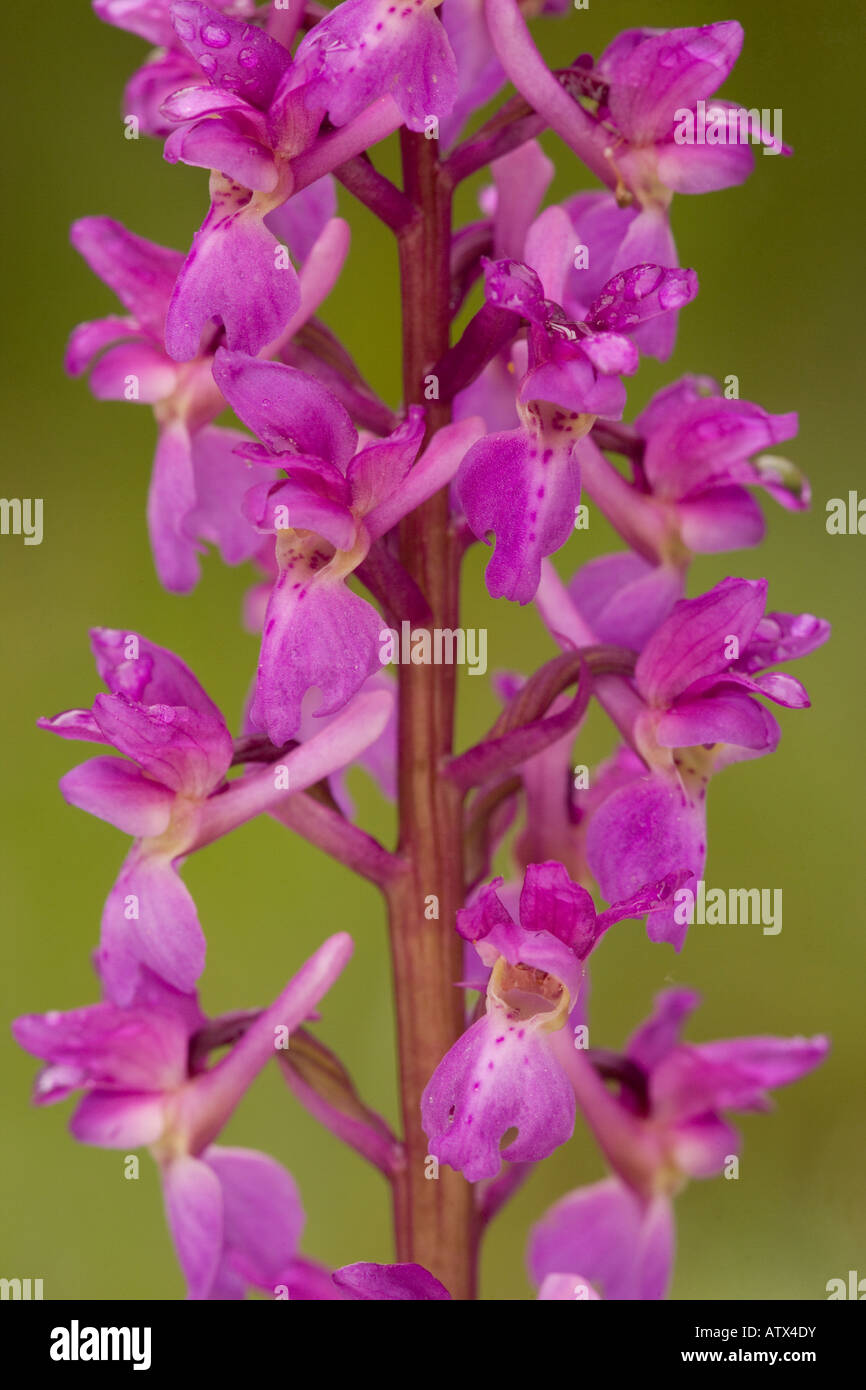 Early Purple Orchid, Orchis mascula in flower Stock Photo