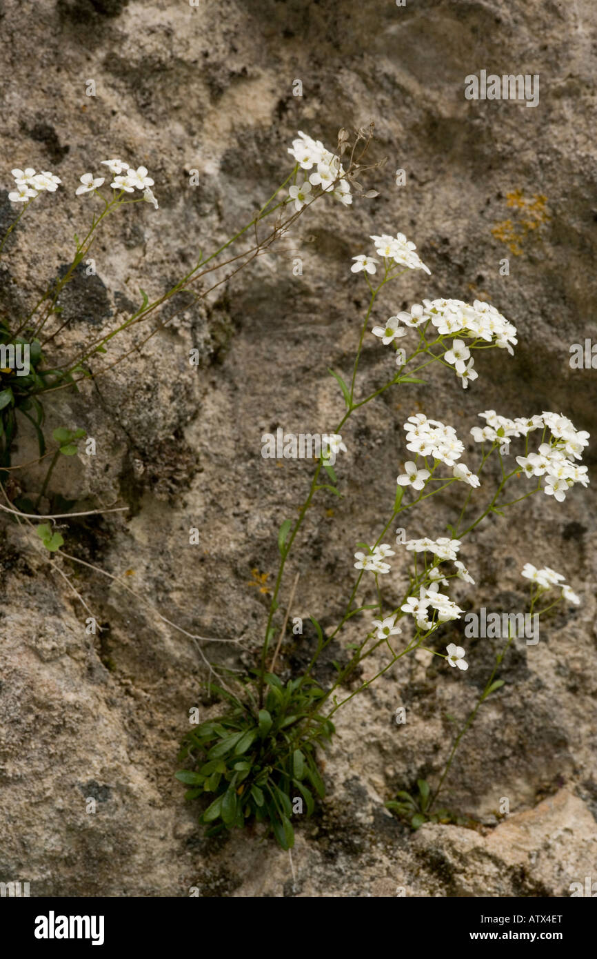 Kernera, Kernera saxatilis, on limestone south France Stock Photo