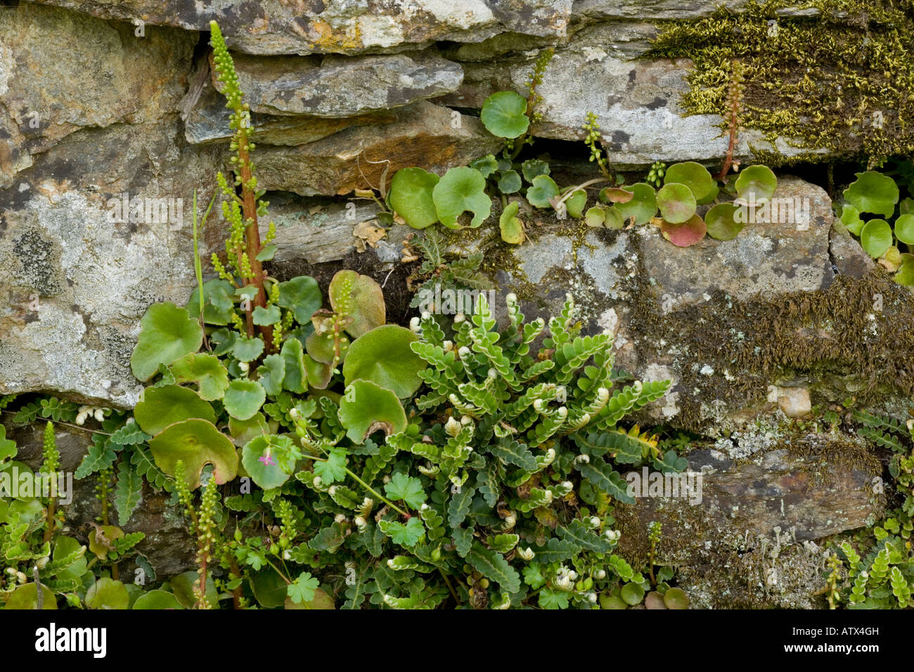 Wall pennywort, Umbilicus rupestris and Rusty back fern Ceterach officinarum on old wall Stock Photo
