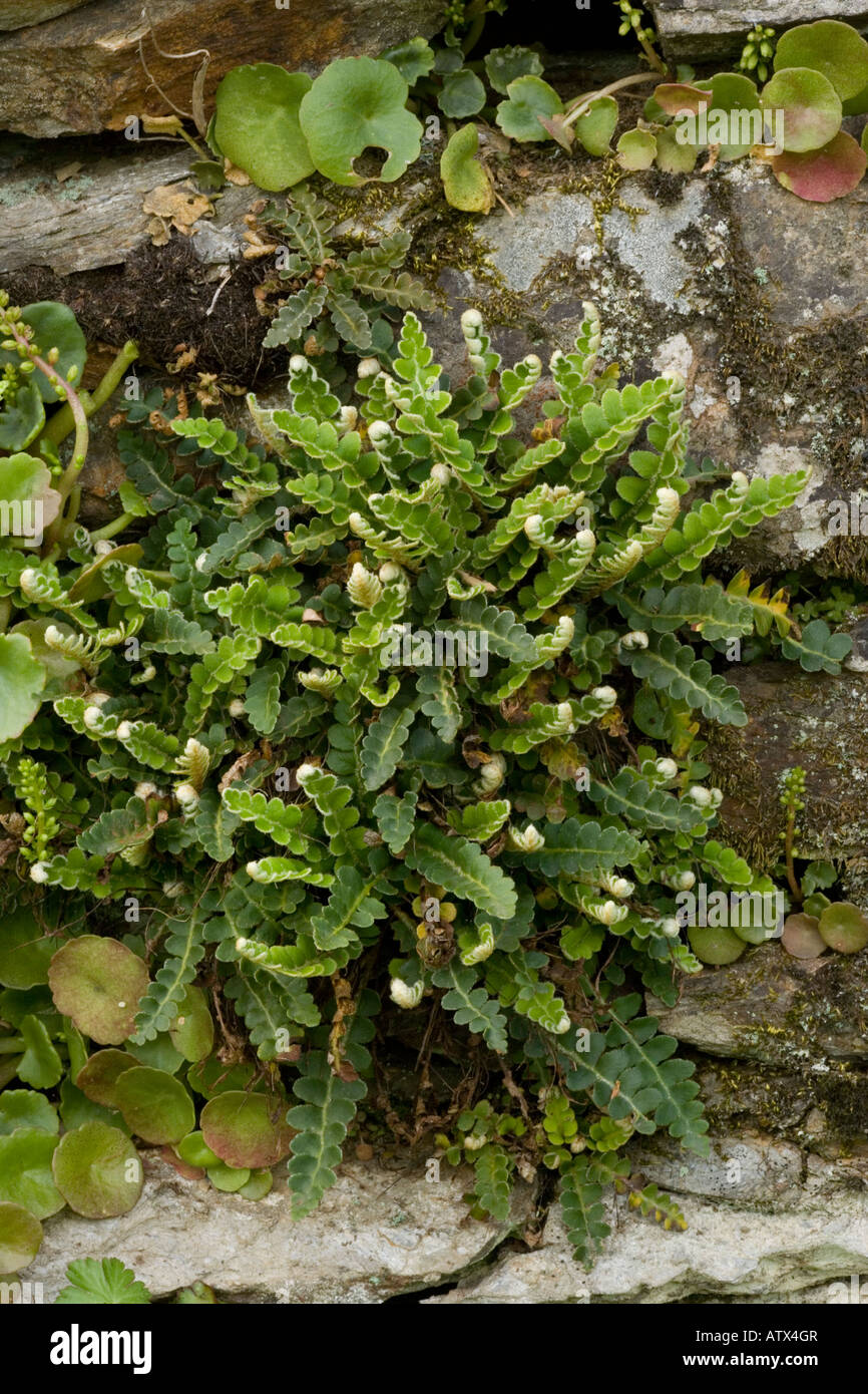 Rusty back fern, Ceterach officinarum, on old wall Lakle District Stock Photo