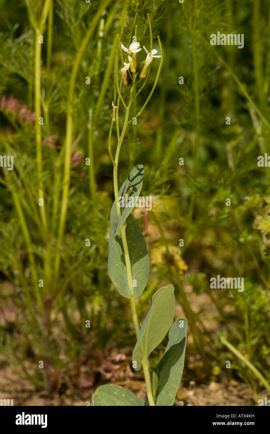 Hare's ear cabbage, Conringia orientalis Stock Photo Alamy