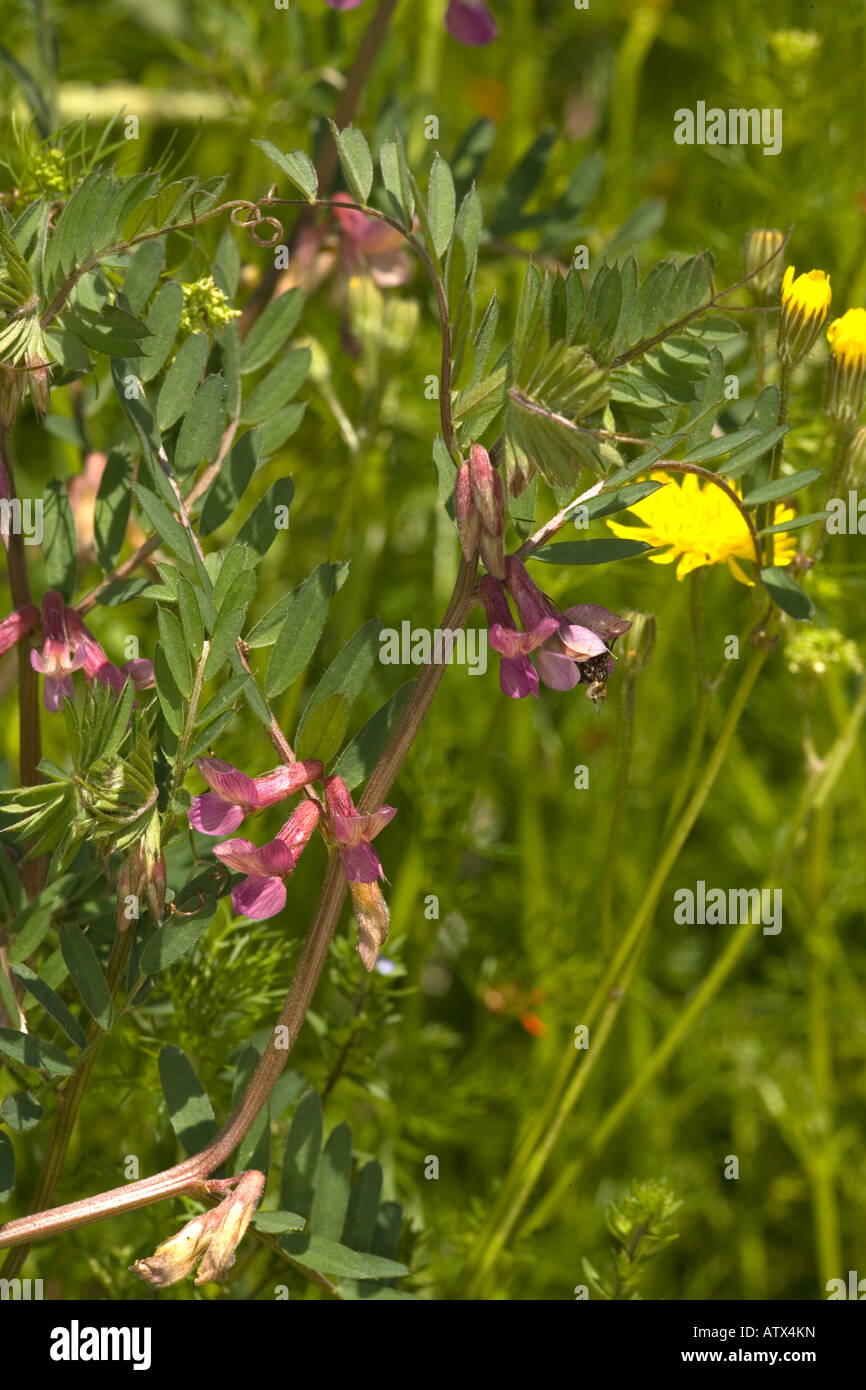 A vetch Vercors Mts, Vicia pannonica ssp. striata Stock Photo