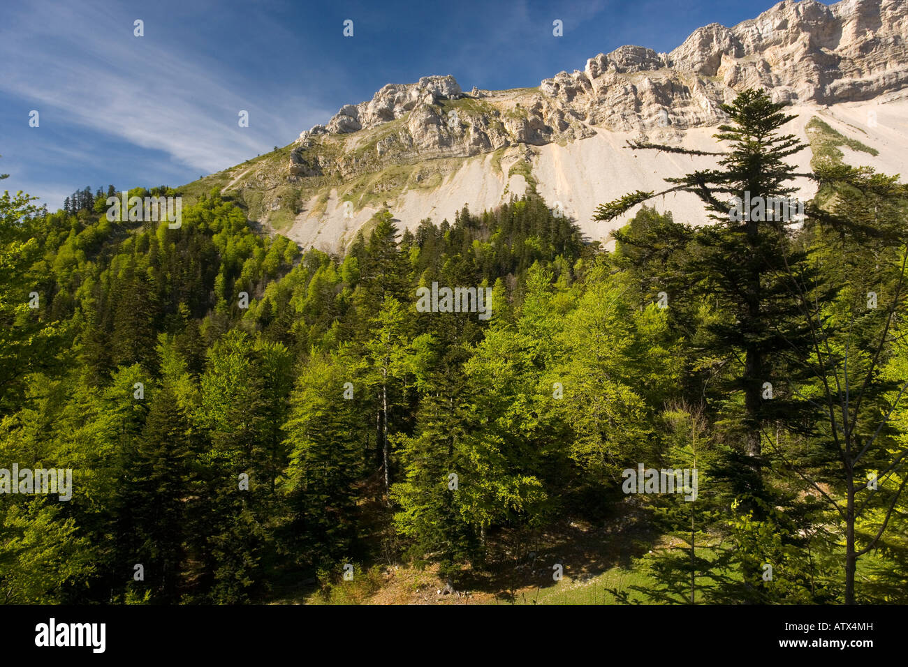Silver Fir forest, Abies alba with beech Fagus sylvatica in the Buech Valley Vercors Mountains France Stock Photo