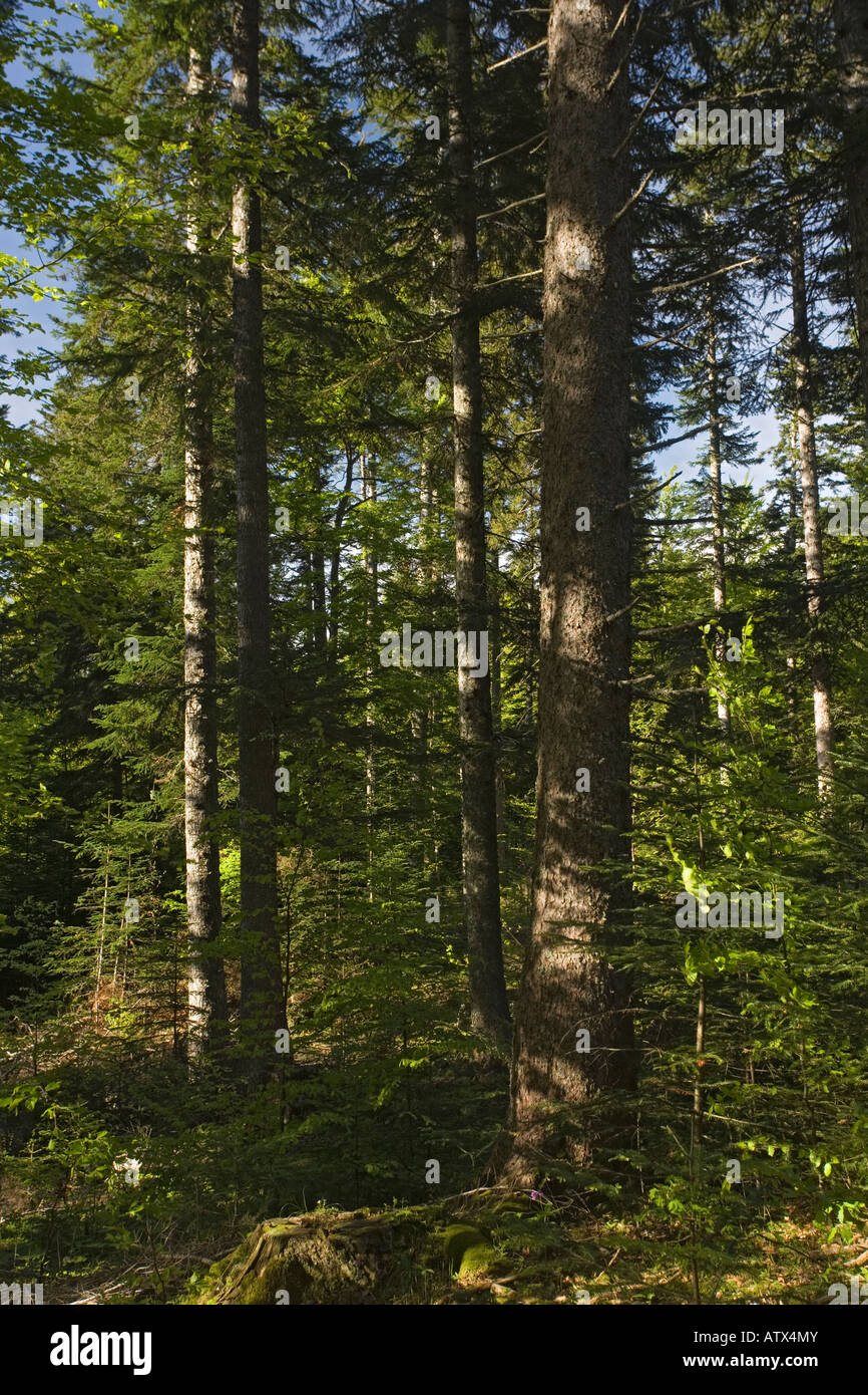 Silver Fir, forest, Abies alba, in the Buech Valley, Vercors Mountains France Stock Photo