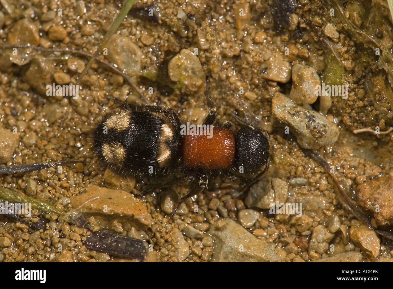Velvet Ant female Probably Mutilla europaea, Vercors Stock Photo