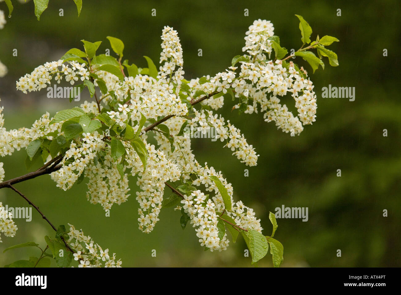 Bird cherry, Prunus padus, in flower woodland edge Stock Photo - Alamy