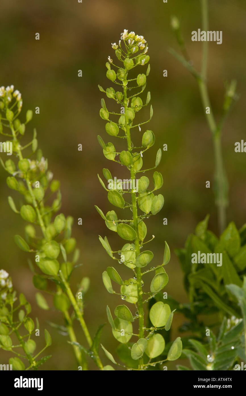 Field Penny cress, Thlaspi arvense, uncommon cornfield weed Stock Photo