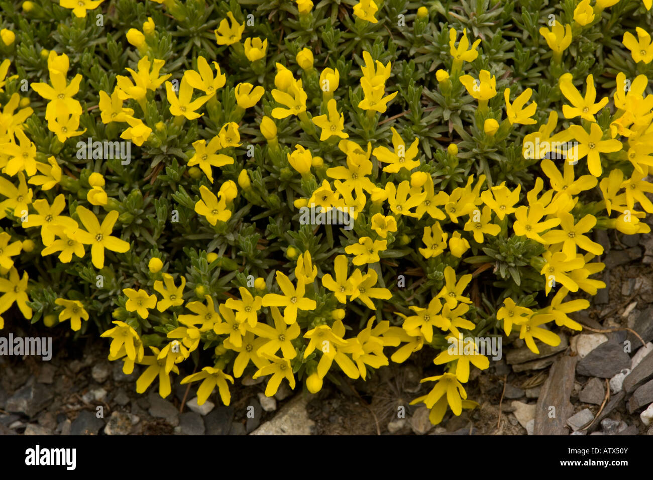 Vitaliana Vitaliana primuliflora Douglasia vitaliana in flower french Alps Stock Photo