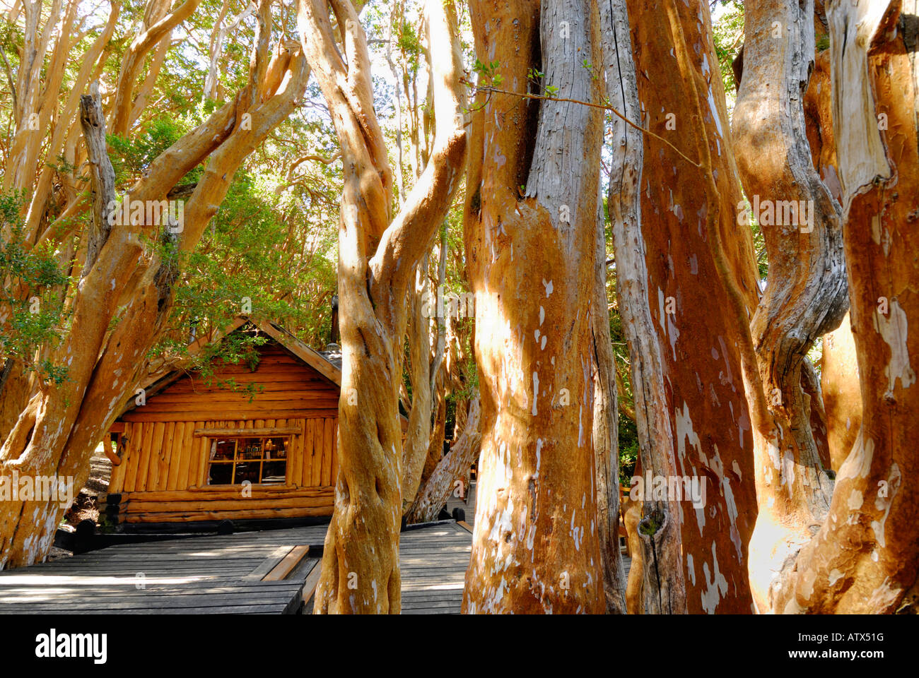 Old Cabin in the woods, Los Arrayanes National Park, Peninsula de Quetrihue, Neuquen, Argentina, South America Stock Photo