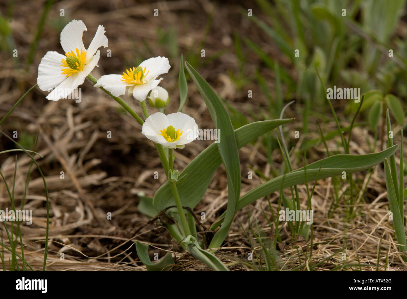 Pyrenean buttercup alpine form, Ranunculus keupferi, Ranunculus pyrenaicus ssp plantagineus french alps Stock Photo