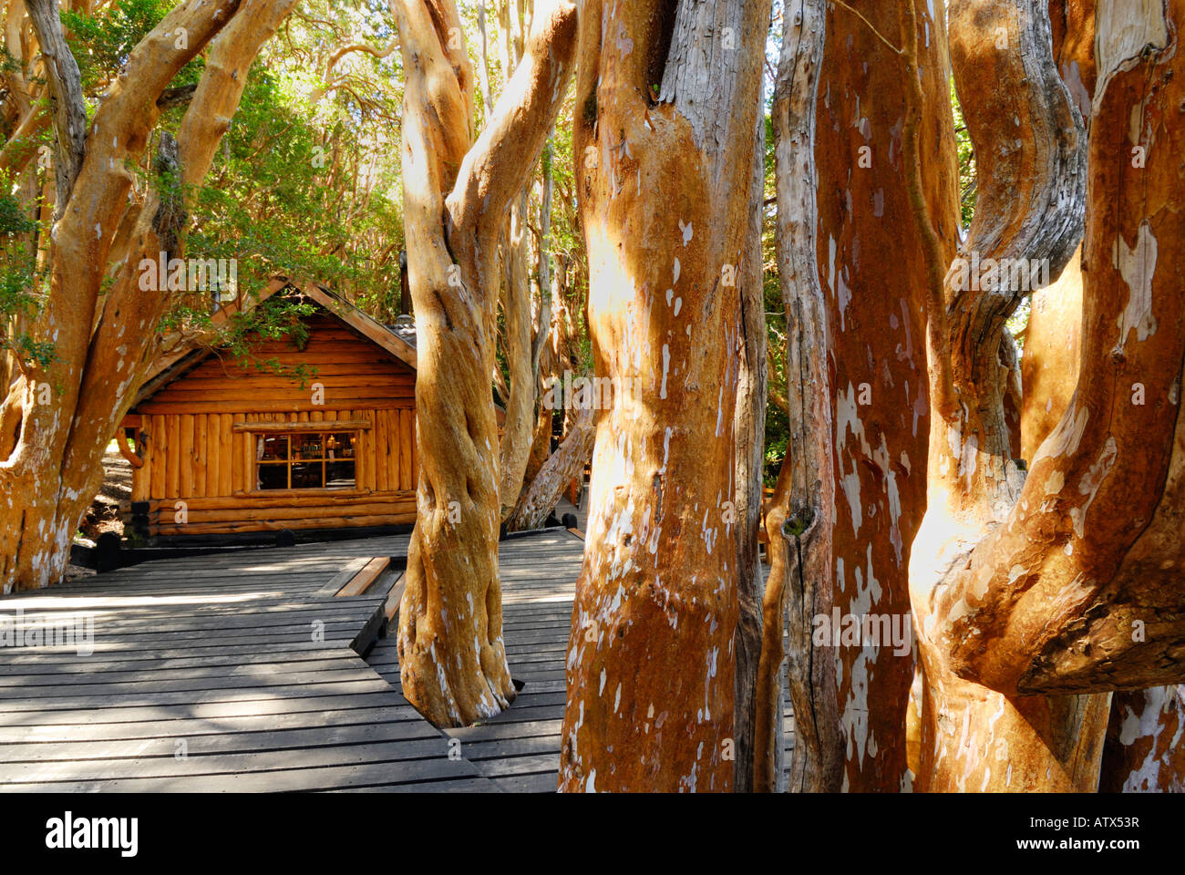 Old Cabin in the woods, Los Arrayanes National Park, Peninsula de Quetrihue, Neuquen, Argentina, South America Stock Photo