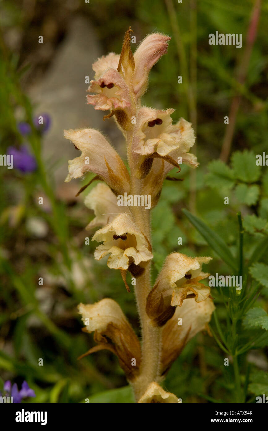 Clove scented or Bedstraw Broomrape, Orobanche caryophyllacea, in flower Parasitic on bedstraws Stock Photo