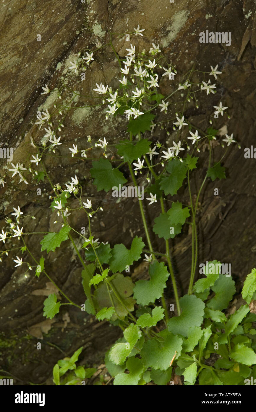 Round leaved saxifrage, Saxifraga rotundifolia, in woodland Stock Photo