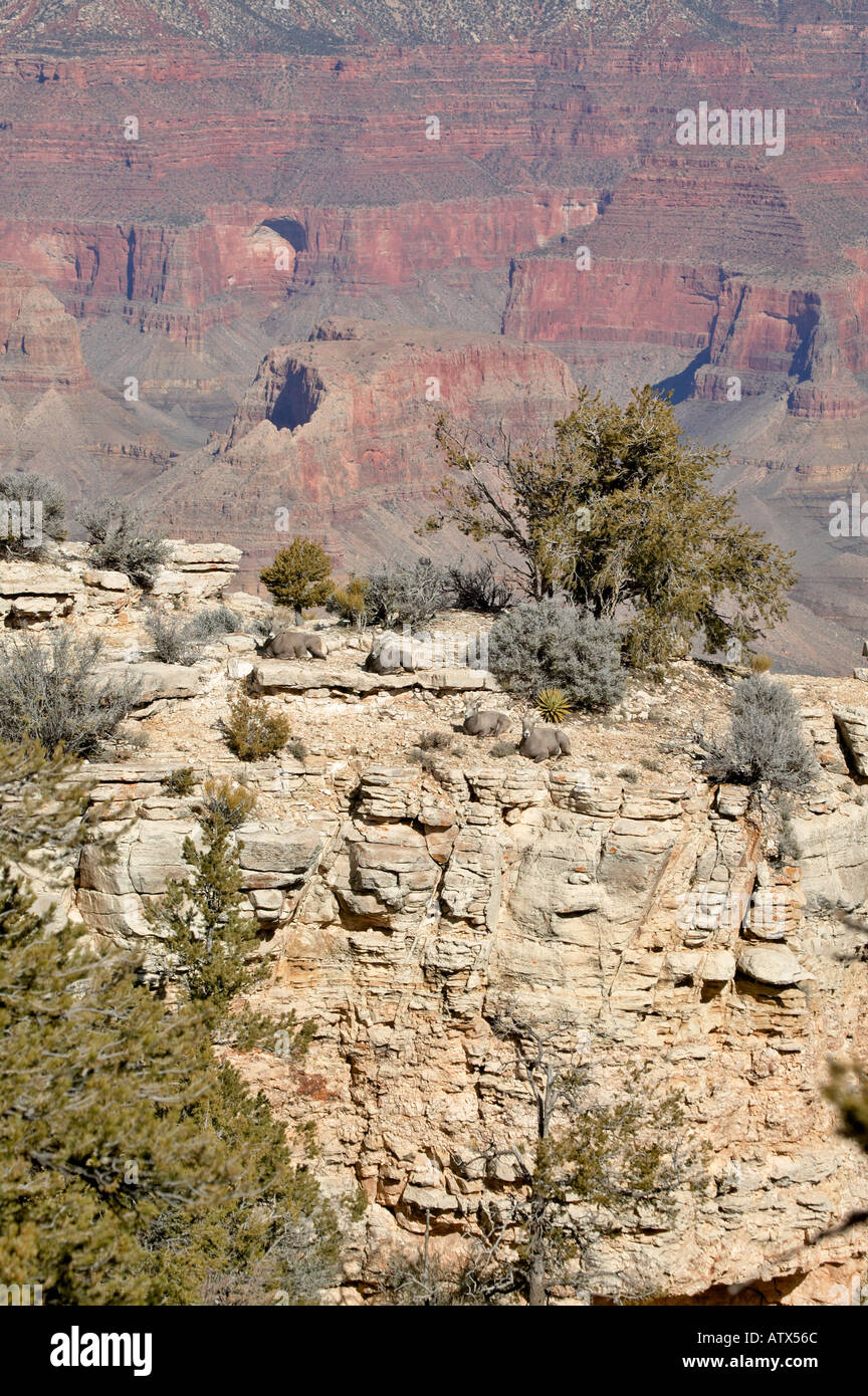 Big Horn Sheep family ewe and lambs on rock cliff ledge overlooking the Grand Canyon Arizona Stock Photo