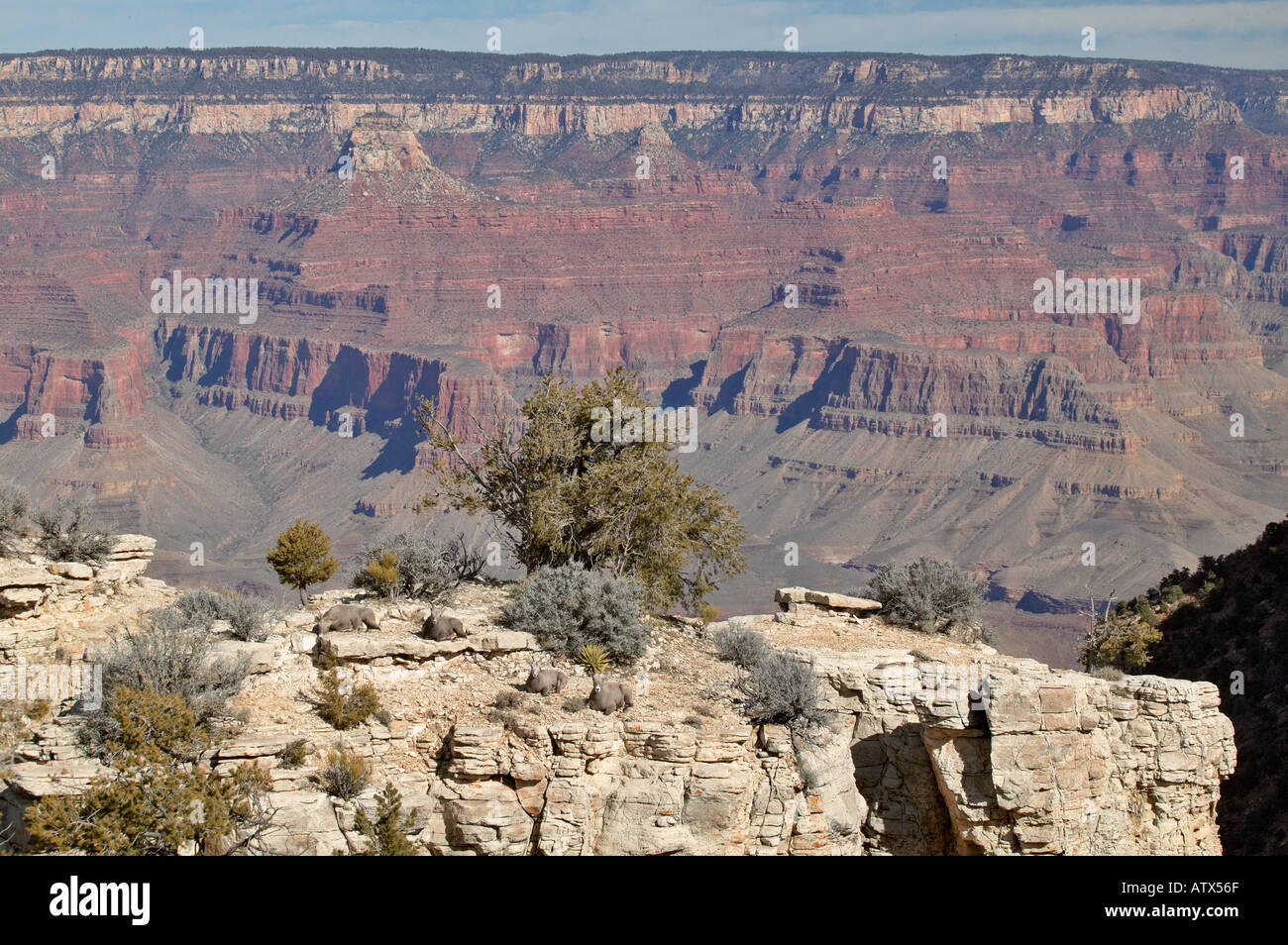 Big Horn Sheep family ewe and lambs on rock cliff ledge overlooking the Grand Canyon Arizona Stock Photo