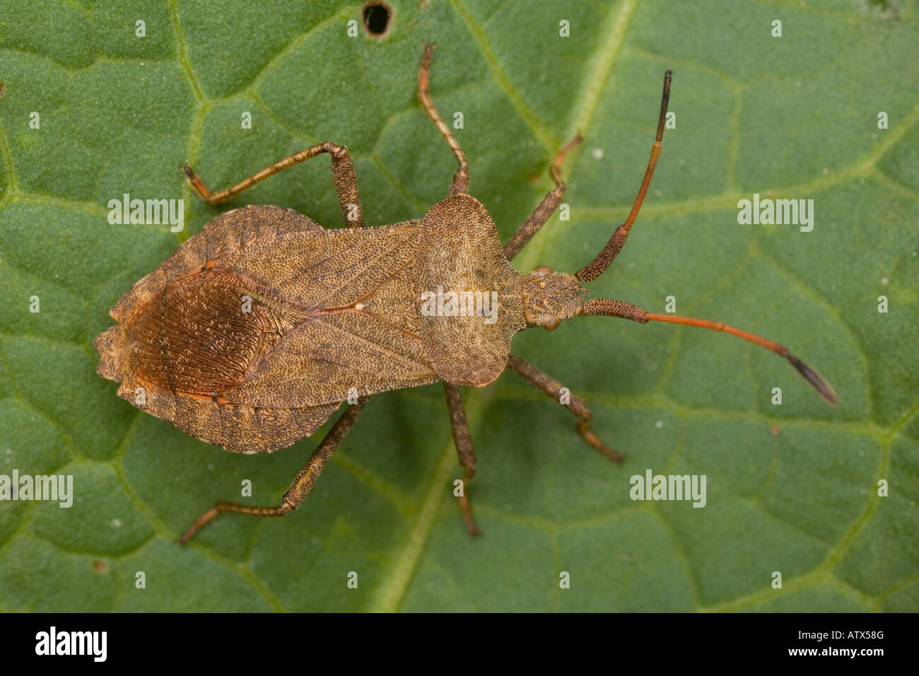 A squash bug close to Coreus marginatus Stock Photo