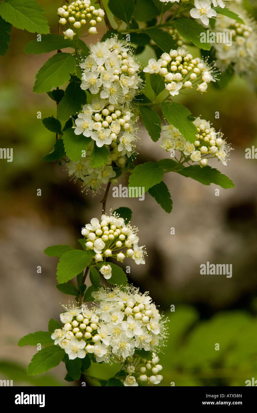 Elm leaved Spiraea, Spiraea chamaedryfolia, Spiraea ulmifolia, in flower Widely naturalised Stock Photo